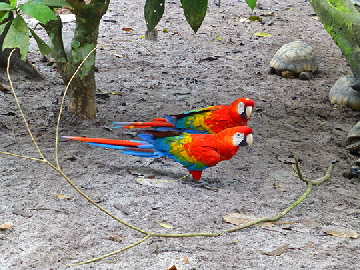 Parrots-Turtles
