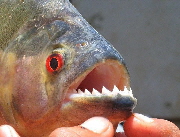 Piranha
