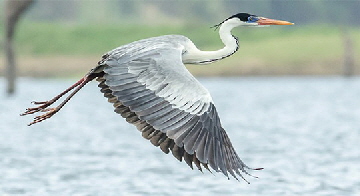 cocoi heron